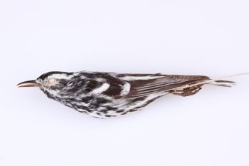 Media type: image;   Ornithology 208093 Description: Mniotilta varia;  Aspect: lateral